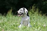 DOGUE ALLEMAND 399